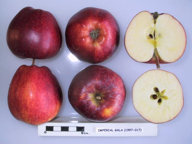 Imperial Gala apple