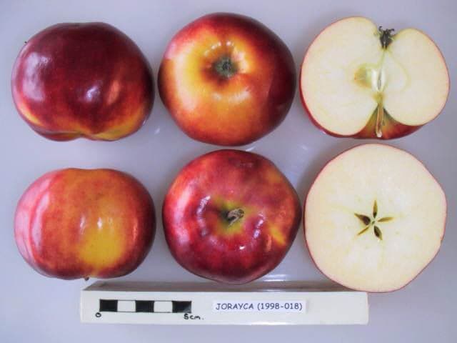 Jorayca apple