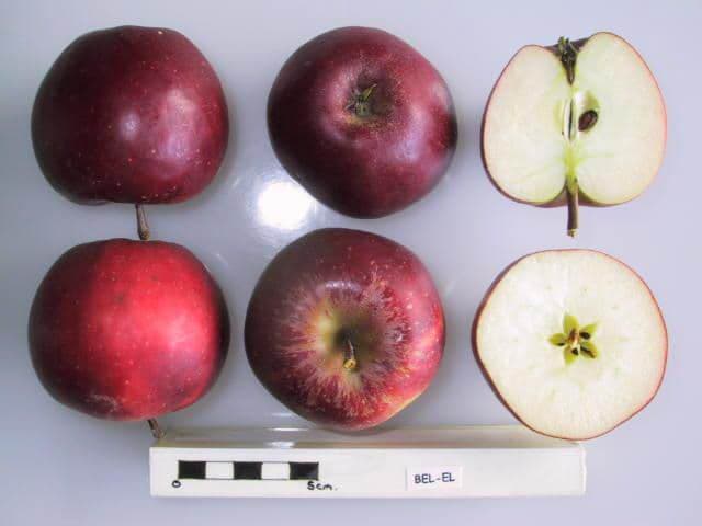 Bel-El apple