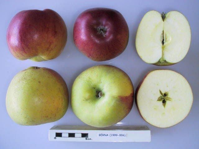 Berna apple