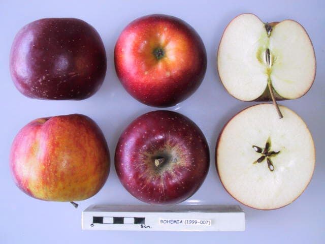 Bohemia apple