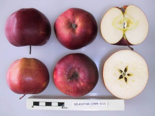 Delkistar apple