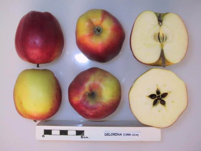 Delorina apple