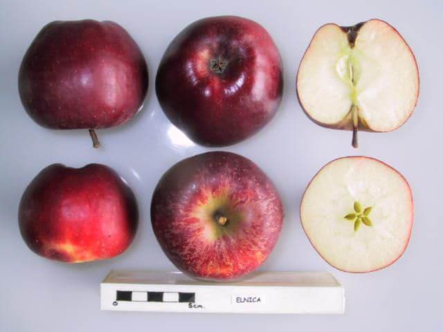 Elnica apple