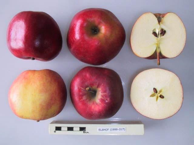 Elshof apple