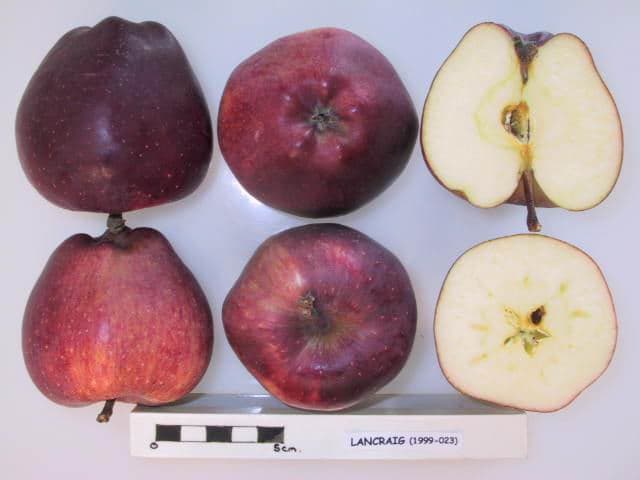 Lancraig apple