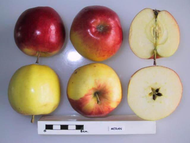 Meran apple