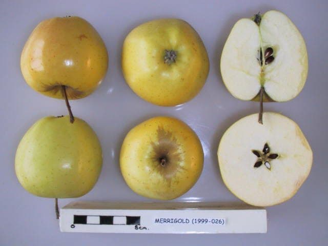 Merrigold apple