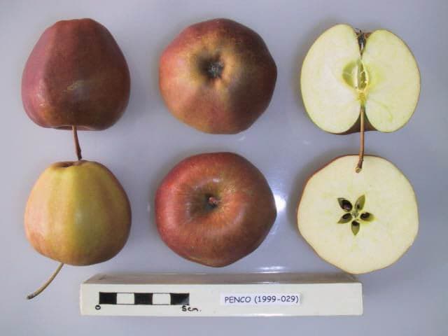Penco apple
