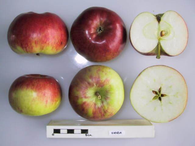 Vanda apple
