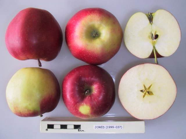 Jored apple