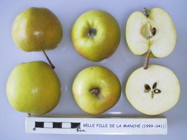 Belle Fille de la Manche apple