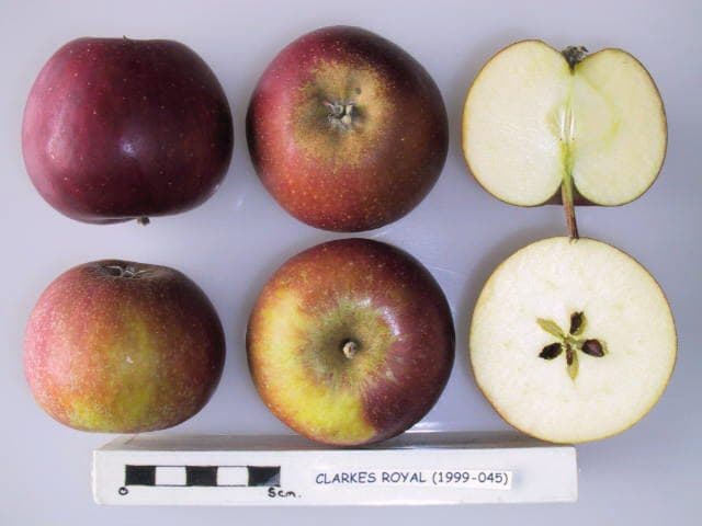 Clarke's Royal apple