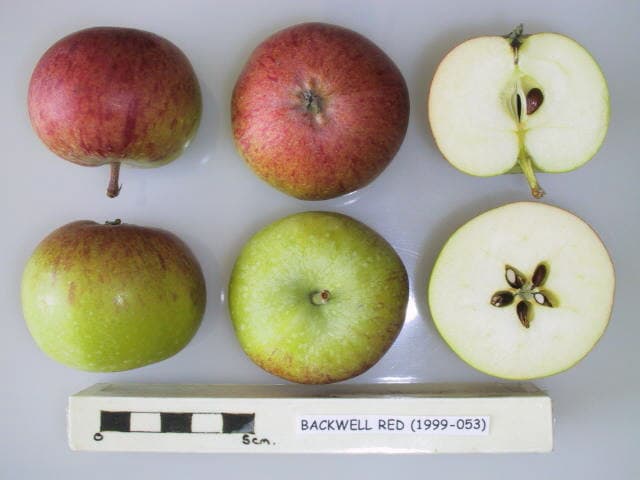 Backwell Red apple