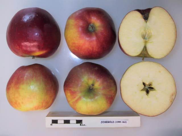 Josegold apple