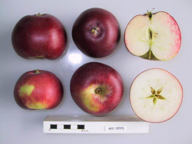 Red Devil apple