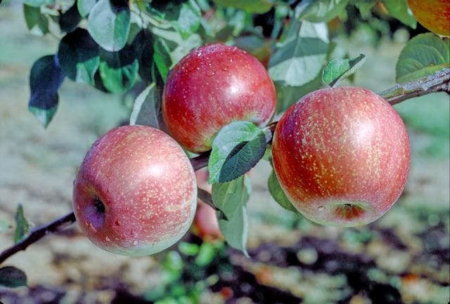Crimson Peasgood apple