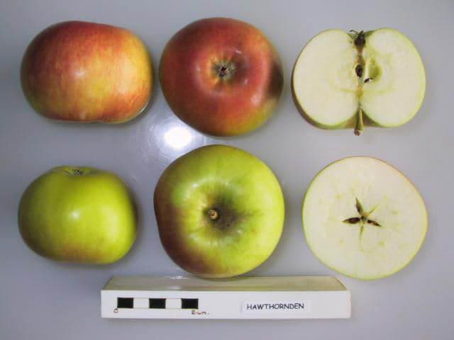 Hawley apple
