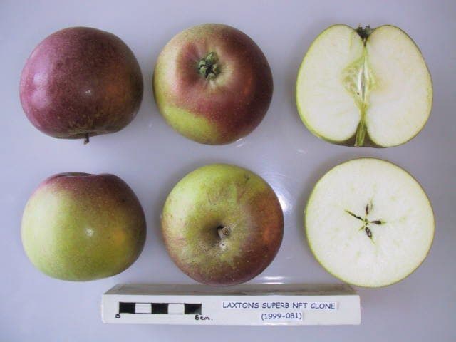 Laxton's Superb Sport apple