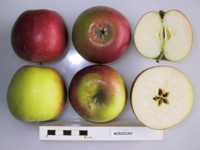 Meridian apple