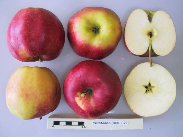 Crowngold apple