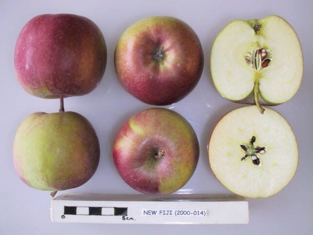 New Fuji apple