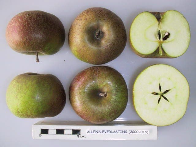 Allen's Everlasting apple
