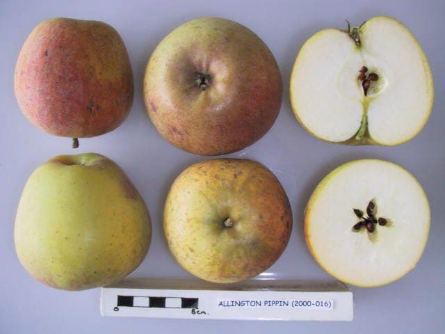Allington Pippin apple