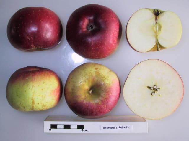 Baumann's Reinette apple