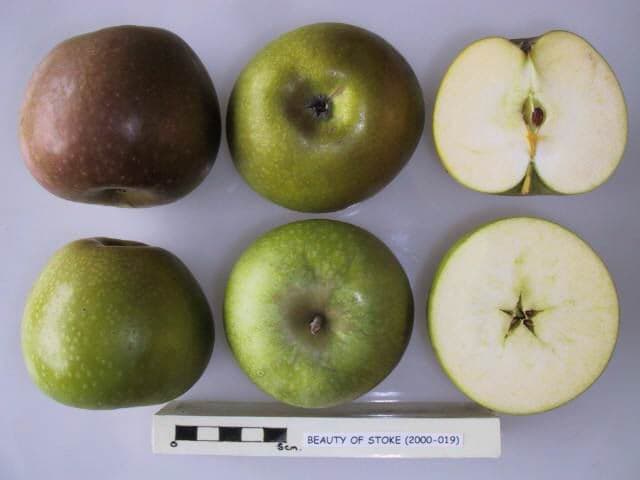 Beauty of Stoke apple