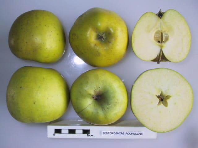 Bedfordshire Foundling apple