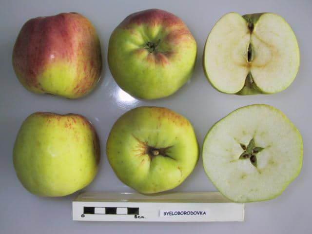 Byeloborodovka apple