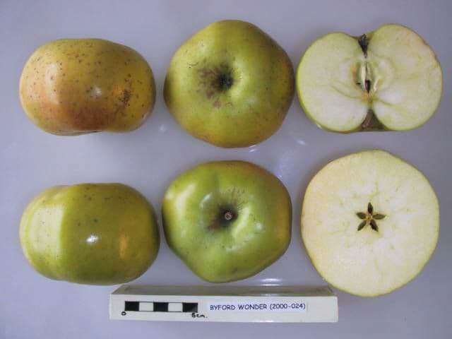 Byford Wonder apple