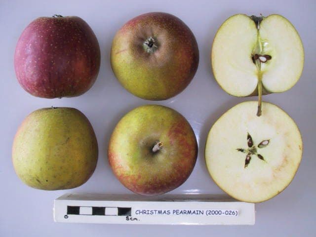 Christmas Pearmain apple