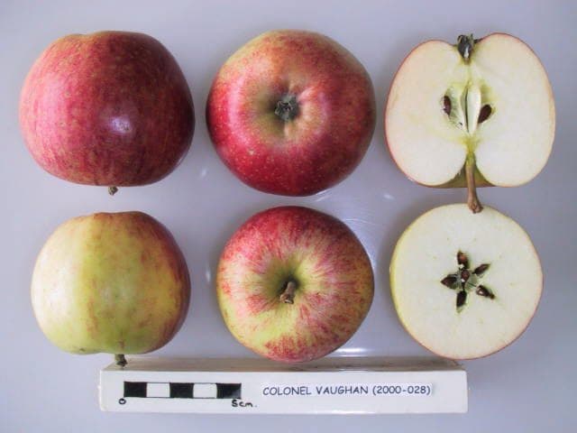 Colonel Vaughan apple