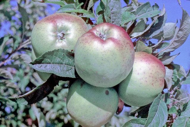 Domino apple