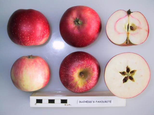 Duchess's Favourite apple