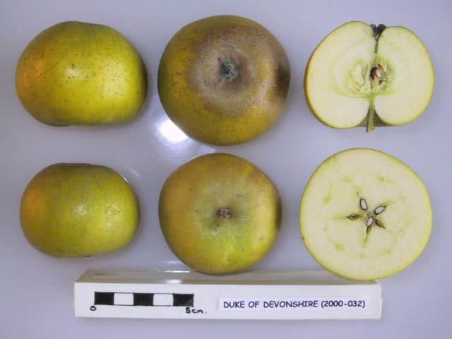 Duke of Devonshire apple