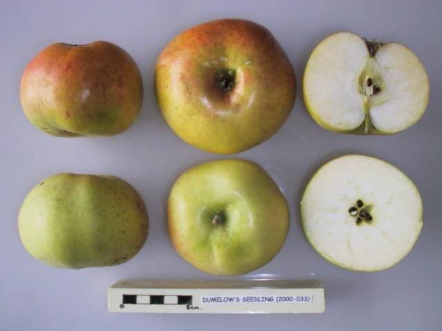Dumelow's Seedling apple