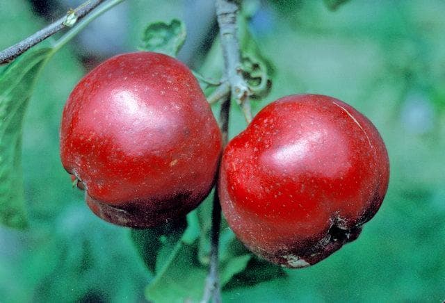 Gladstone apple