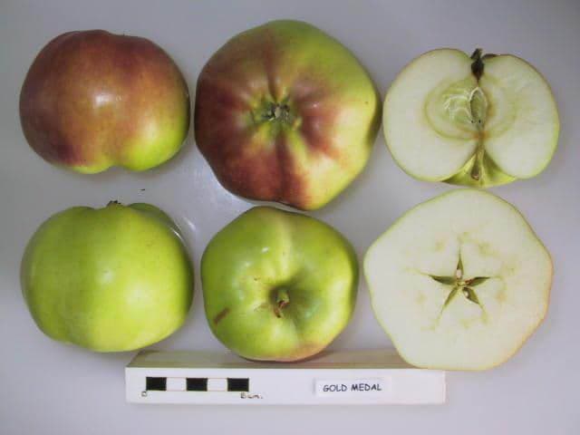 Gold Medal apple