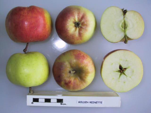 Golden Reinette apple