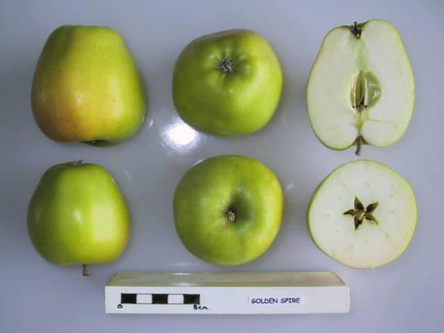 Golden Spire apple