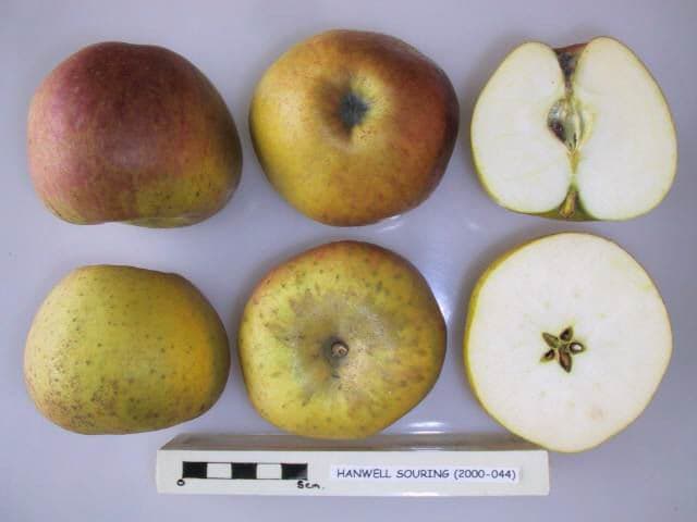 Hanwell Souring apple