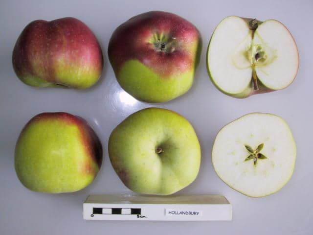 Hollandbury apple