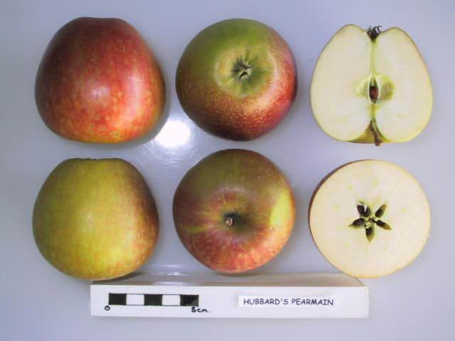 Hubbards Pearmain apple