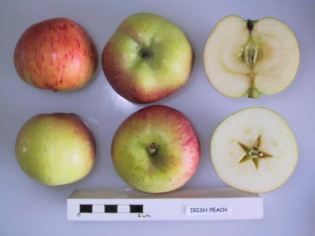 Irish Peach apple