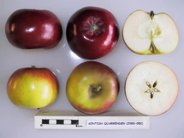 Kentish Quarrenden apple
