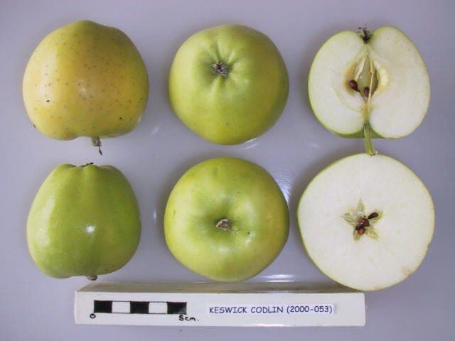Keswick Codlin apple