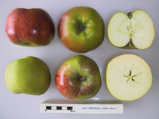 Lady Henniker apple